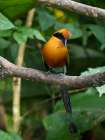 Rufous Motmot- Costa Rica- Central America Art Print